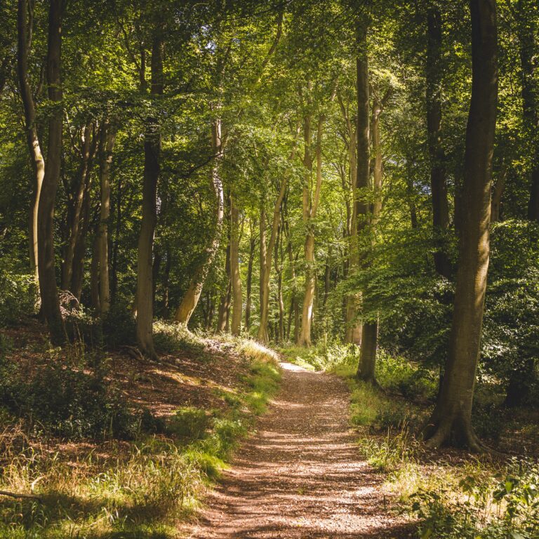 Strona Główna vertical shot of a narrow pathway in a forest with a lot of tall green trees